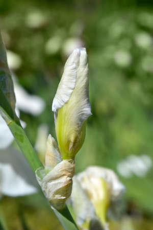 Tall bearded iris Tranquility flower bud - Latin name - Iris barbata elatior Tranquility