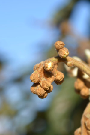 Japanese medlar flower buds - Latin name - Eriobotrya japonicaの写真素材