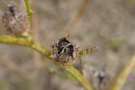 Thorn apple seed pod - Latin name - Datura stramonium