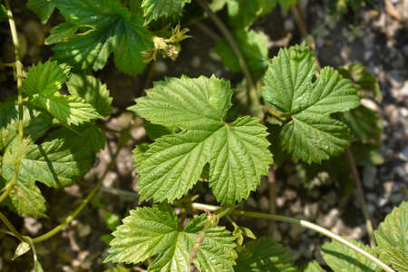 Common hop leaves - Latin name - Humulus lupulus