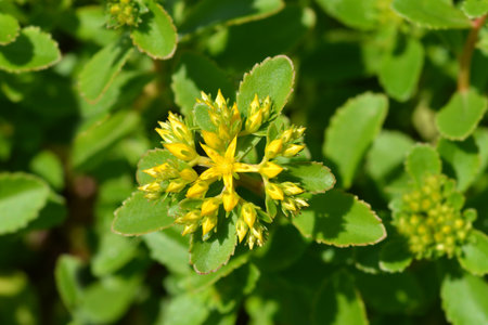 Orange Stonecrop Weihenstephaner Gold flowers - Latin name - Sedum kamtschaticum var. floriferum ...