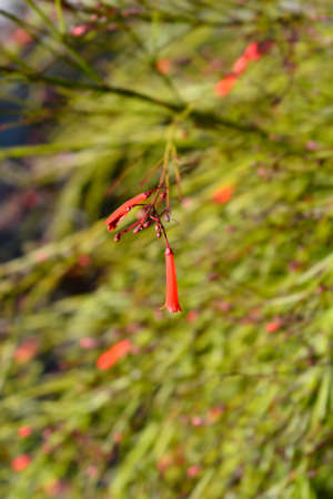 Firecracker plant flowers - Latin name - Russelia equisetiformisの写真素材