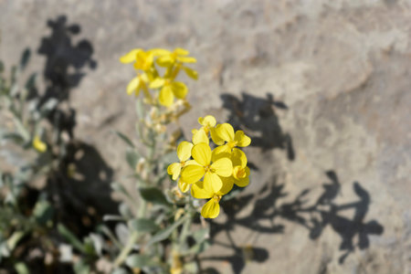 Croatian endemic plant - Latin name - Fibigia triquetraの写真素材