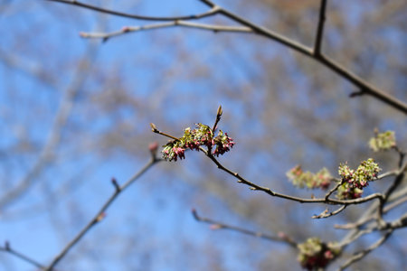 Persian ironwood branch with flowers - Latin name - Parrotia persica
