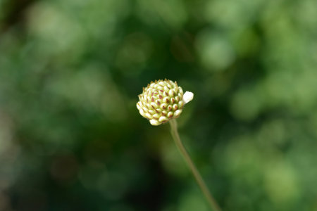 Bristly Yellow Cephalaria flower bud - Latin name - Cephalaria flava