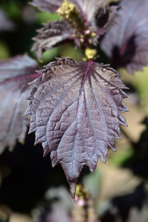 Beefsteak plant leaf - Latin name - Perilla frutescens var. crispa
