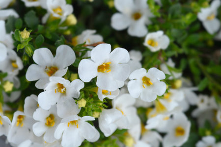 Ornamental bacopa flowers - Latin name - Chaenostoma cordatum