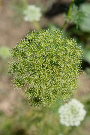 Toothpick bullwort Blutenball - Latin name - Ammi visnaga Blutenball