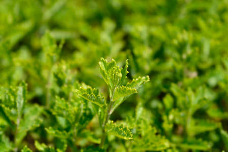 Common germander leaves - Latin name - Teucrium chamaedrys