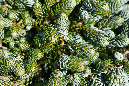 Korean Fir Kohouts Ice Breaker - Latin name - Abies koreana Kohouts Ice Breaker
