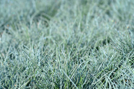 Blue fescue leaves - Latin name - Festuca glauca