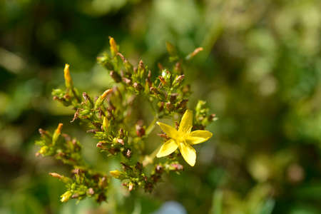 Mountain St Johns-wort flowers  - Latin name - Hypericum montanum