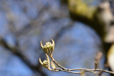 Korean spice viburnum branch with flower buds - Latin name - Viburnum carlesii