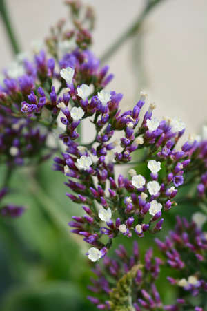 Salt Lake Sea Lavander flowers - Latin name - Limonium Salt Lake
