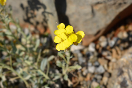 Croatian endemic plant - Latin name - Fibigia triquetra