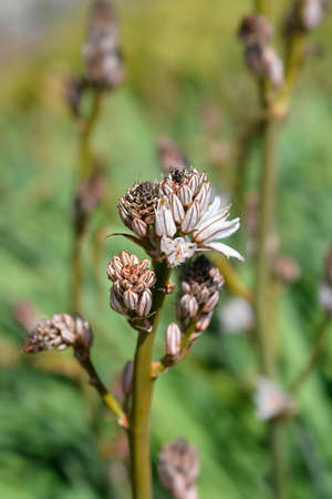 Summer Asphodel fowers - Latin name - Asphodelus aestivusの写真素材