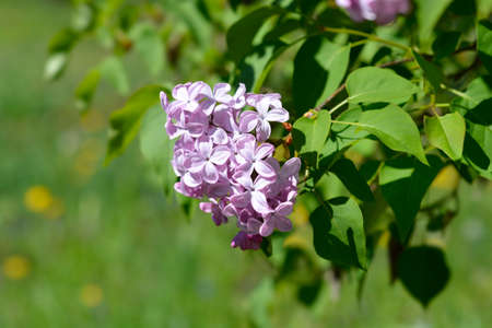 Lilac Esther Staley flowers - Latin name - Syringa x hyacinthiflora Esther Staleyの写真素材