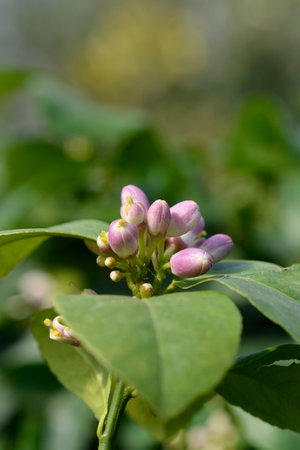 Meyer lemon flower buds - Latin name - Citrus meyeriiの写真素材