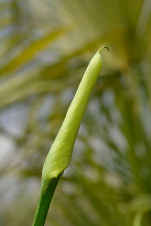 Garden calla lily flower bud - Latin name - Zantedeschia aethiopica