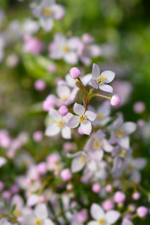 Narrow-leaved boronia Pink Star flowers - Latin name - Boronia anemonifolia Pink Starの写真素材