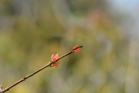 Dwarf pomegranate branch with new leaves - Latin name - Punica granatum var. nanaの写真素材