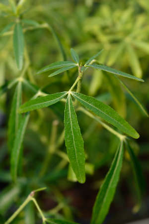 Mexican orange White Dazzler leaves - Latin name - Choisya x dewitteana White Dazzlerの写真素材