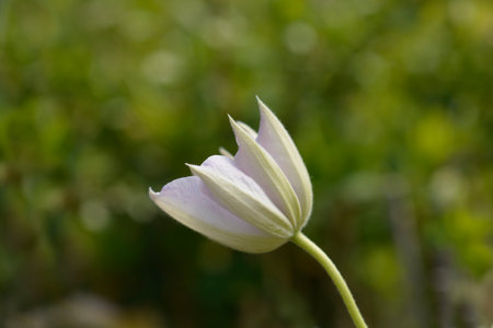 Clematis Miss Bateman flower bud - Latin name - Clematis Miss Batemanの写真素材