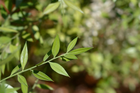 Spiny butchers broom leaves - Latin name - Ruscus aculeatusの写真素材