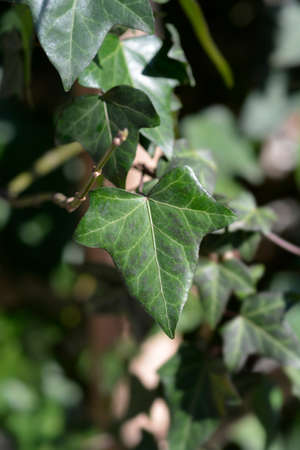 Common ivy leaves - Latin name - Hedera helixの写真素材