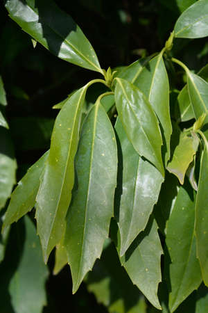 Japanese laurel leaves - Latin name - Aucuba japonica