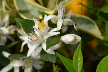 Myrtle-leaved orange white flowers - Latin name - Citrus myrtifoliaの写真素材