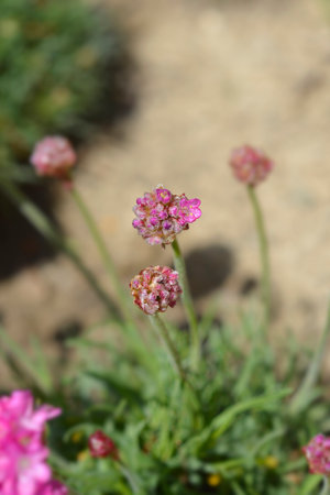 Sea Thrift Dusseldorf Pride flower buds - Latin name - Armeria maritima Dusseldorf Prideの写真素材