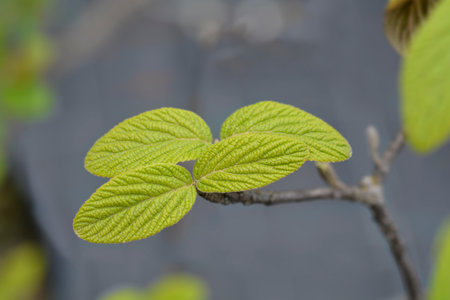Viburnum Alleghany leaves - Latin name - Viburnum x rhytidophylloides Alleghany