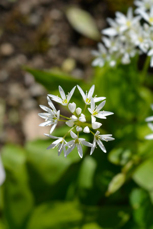 Wild garlic white flowers - Latin name - Allium ursinum