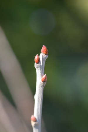 Sweet chestnut branch with buds - Latin name - Castanea sativa