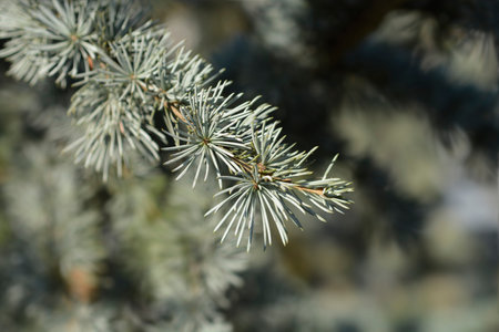 Blue atlas cedar branch - Latin name - Cedrus atlantica Glaucaの写真素材