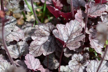 Prince of Silver Coral Bells leaves - Latin name - Heuchera Prince of Silver