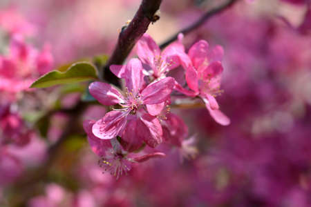 Crabapple flowers - Latin name - Malus x purpurea