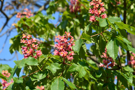 Red horse chestnut - Latin name - Aesculus x carnea