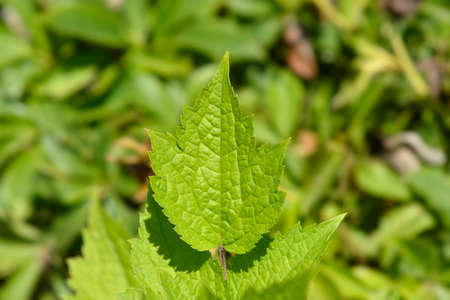 Tube clematis leaves - Latin name - Clematis heracleifolia