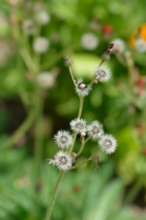 Orange hawkweed seed heads - Latin name - Pilosella aurantiaca