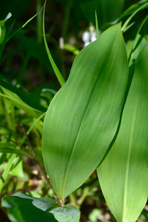 Lily of the valley leaves - Latin name - Convallaria majalis