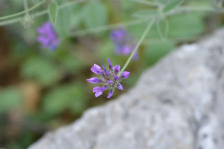Bitumen trefoil flower - Latin name - Bituminaria bituminosaの写真素材