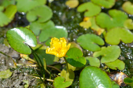 Yellow Floating Heart flower - Latin name - Nymphoides peltata
