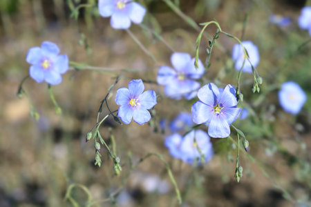 Pale blue perennial flax flowers - Latin name - Linum perenneの写真素材