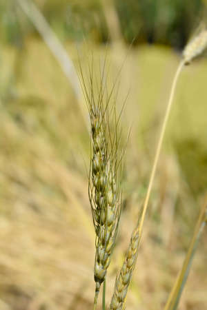 Cone wheat - Latin name - Triticum turgidumの写真素材
