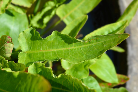 Water dock leaves - Latin name - Rumex aquaticus