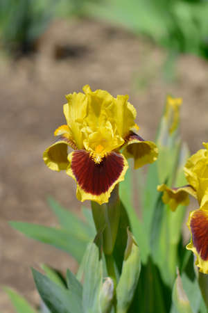 Standard Dwarf Bearded Iris Ultimate flower - Latin name - Iris Ultimate