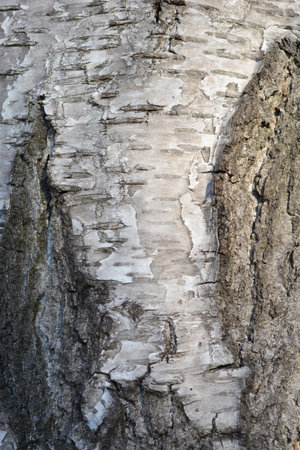 Common birch bark detail - Latin name - Betula pendulaの写真素材