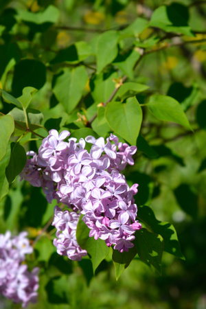 Lilac Esther Staley flowers - Latin name - Syringa x hyacinthiflora Esther Staleyの写真素材